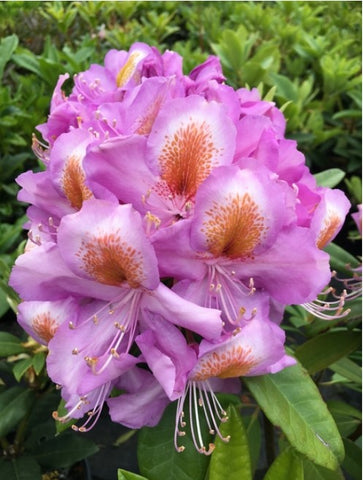 Rhododendron 'Edwin O. Weber'