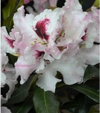 Rhododendron 'Sapporo'