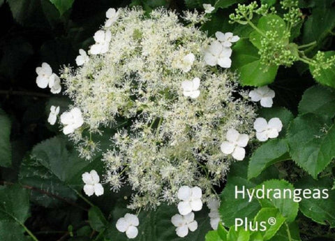 Hydrangea anomola subsp. petiolaris