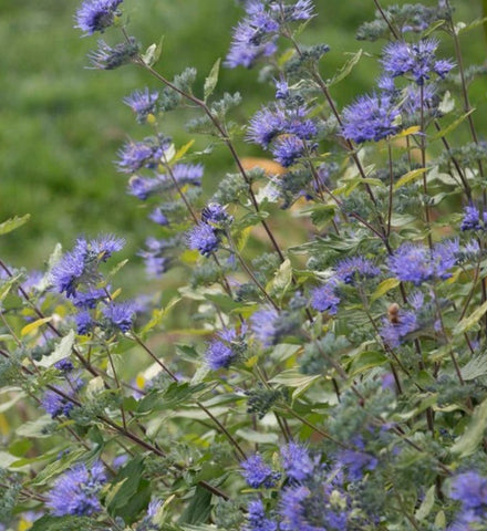 Caryopteris incana Sunshine Blue® aka: Sunshine Blue® Bluebeard