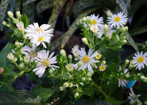 Aster ageratoides 'Starshine'