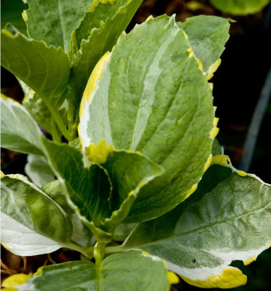 Hydrangea macrophylla 'Quadricolor'