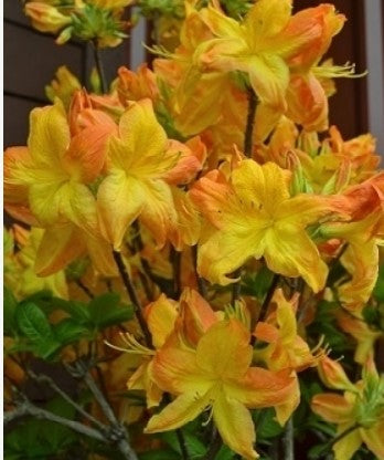Azalea 'Arneson Gem'