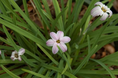Ipheion uniflorum 'Charlotte Bishop'
