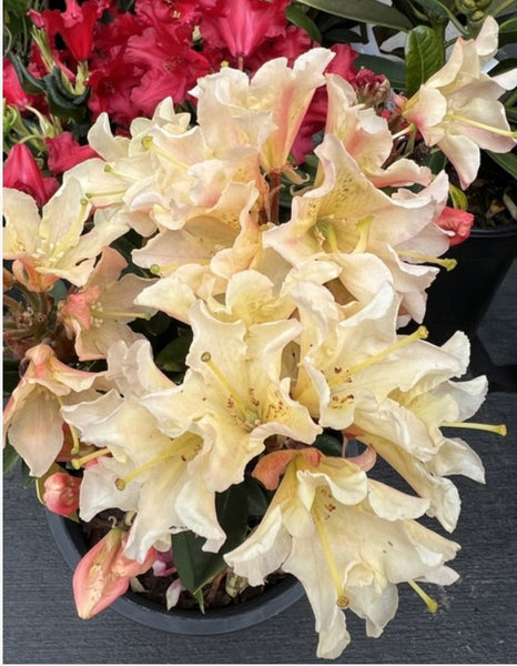 Rhododendron 'White Gold'