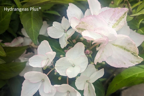 Hydrangea 'Game Changer Picotee'