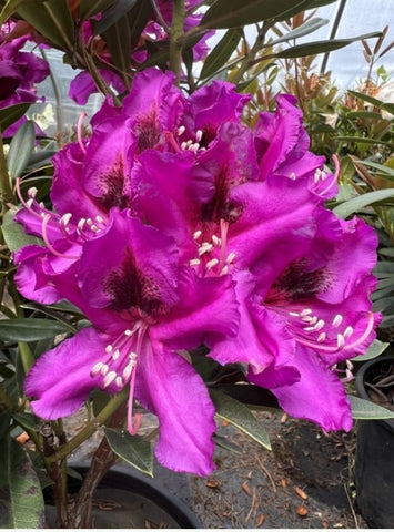 Rhododendron 'Dark Sister'