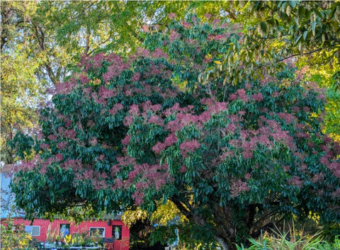 Tetradium daniellii (Bee Bee Tree, Korean Evodia