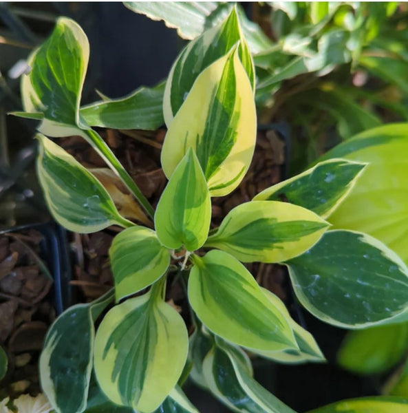 Hosta 'Cameo'