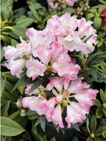 Rhododendron morii