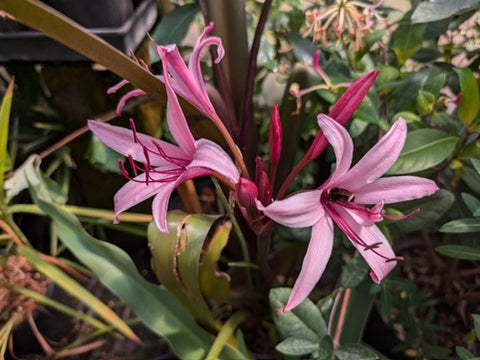 Crinum 'Sangria'