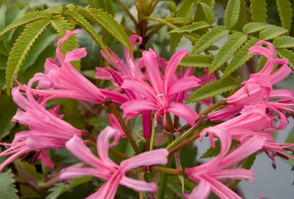 Nerine bowdenii