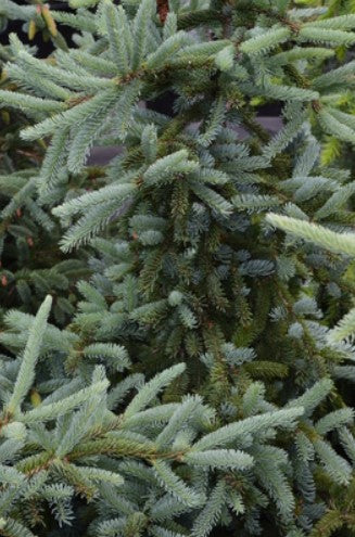 Picea glauca 'Hudsonii'