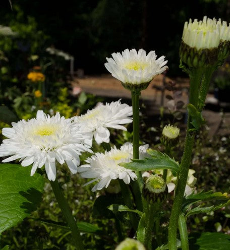 Leucanthemum x superbum 'Esther Reed'