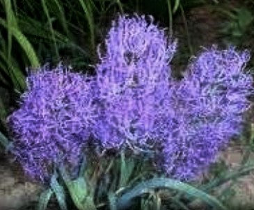 Muscari plumosa