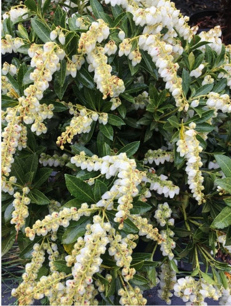 Pieris japonica 'Cavatine'