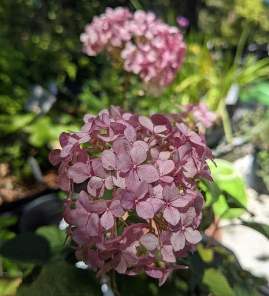 Hydrangea arborescens ‘NCHA7’ (aka Mini Mauvette® Hydrangea)