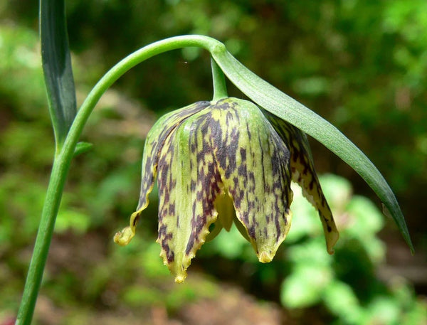 Fritillaria affinis