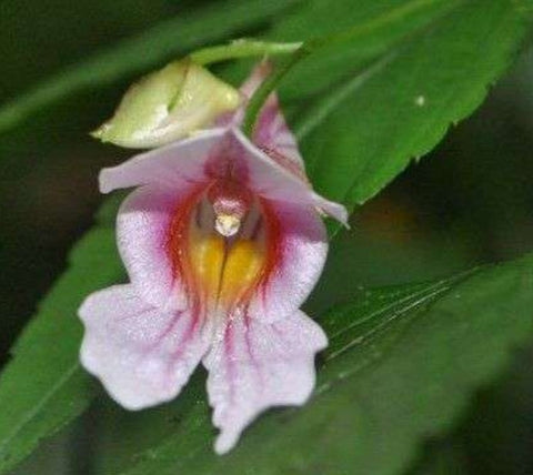 Impatiens oxyantherea 'Milo'