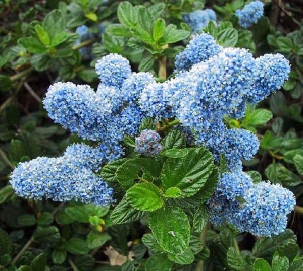 Ceanothus griseus 'Yankee Point'