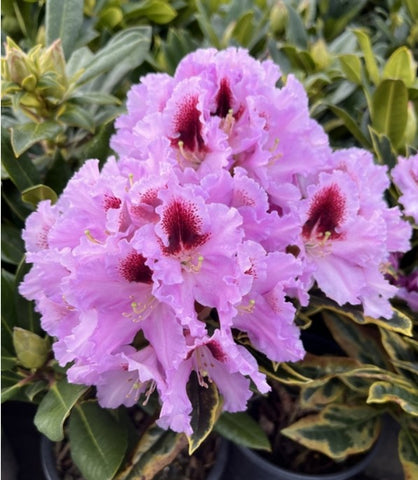 Rhododendron 'Kabarett Variegated'