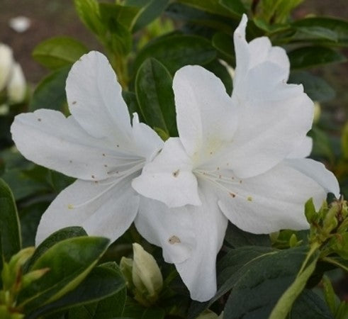 Azalea 'Nuccio's Mamma Mia'