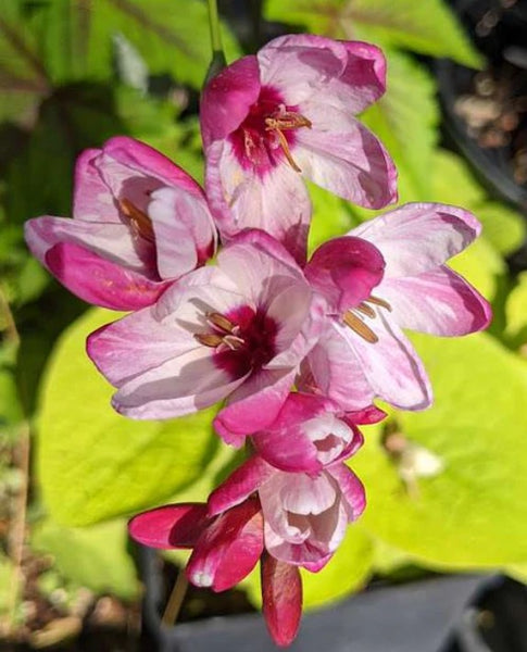 Sparaxis tricolor
