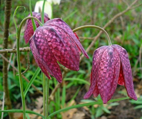 Fritillaria meleagris