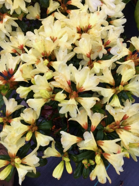 Rhododendron 'Tow Head' – plant lust