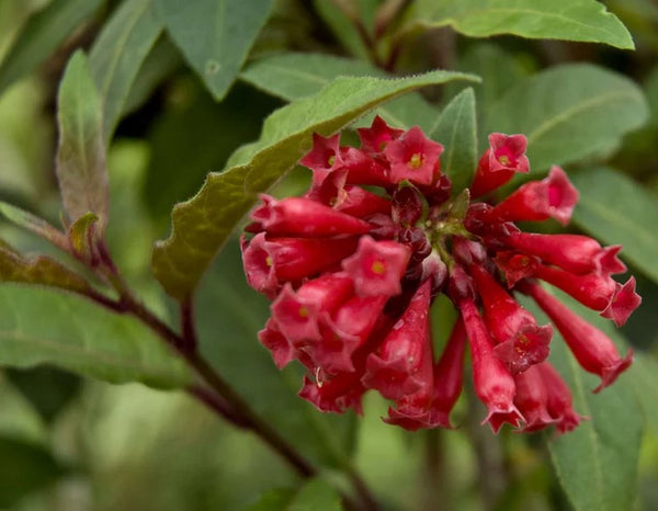 Cestrum 'Newellii' (aka 'Ruby Clusters')