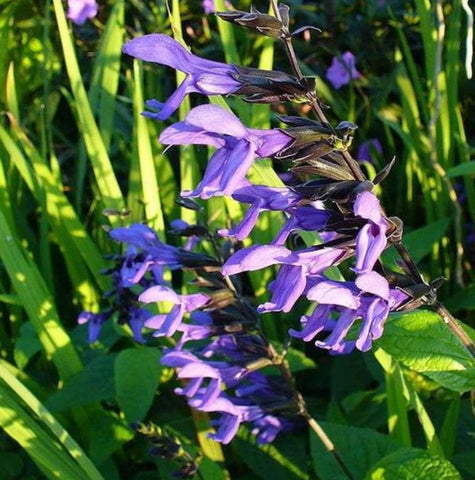 Salvia guaranitica 'Black and Blue'