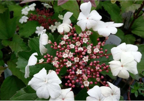 Viburnum sargentii 'Onondaga'