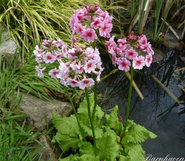 Primula japonica 'Apple Blossom' (Apple Blossom Primrose)