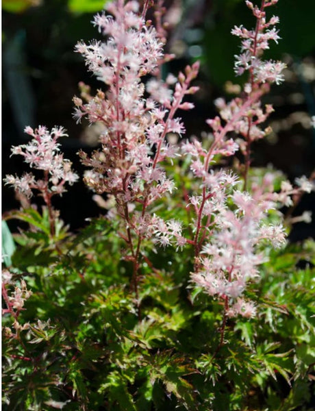 Astilbe glaberrima 'Saxatilis'