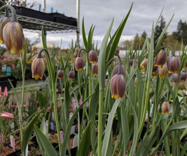 Fritillaria uva-vulpis