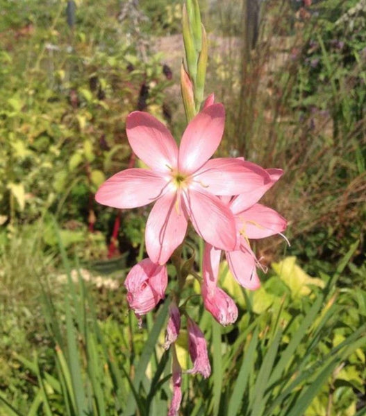 Hesperantha coccinea 'Maiden's Blush' (aka Schizostylis coccinea 'Maiden's Blush')