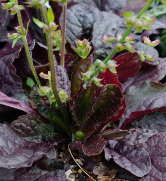 Salvia lyrata 'Purple Volcano'