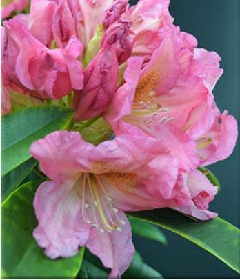 Rhododendron 'Ruth Mottley'