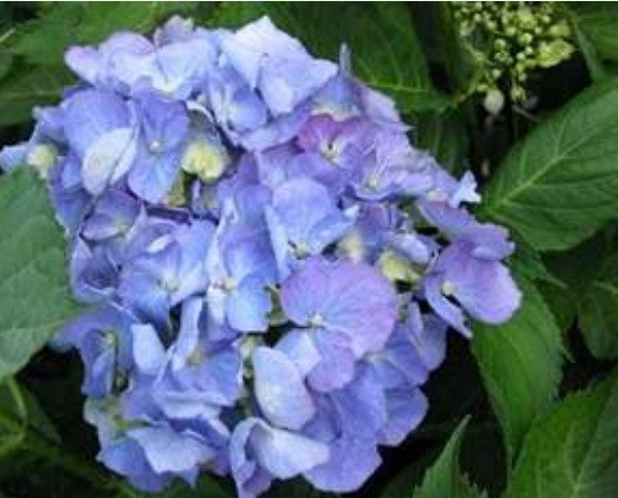 Hydrangea macrophylla 'Deutschland'