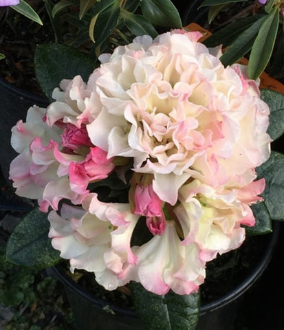 Rhododendron 'Opal Luster'