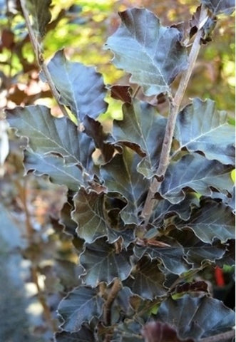 Fagus sylvatica 'Red Obelisk'