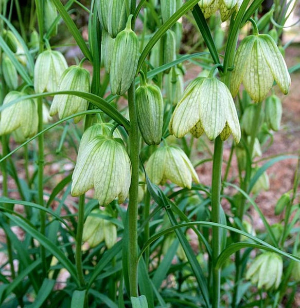 Fritillaria verticillata