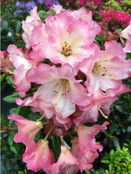 Rhododendron 'Camel Rock'