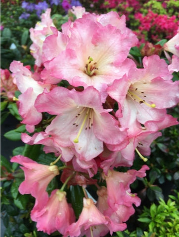 Rhododendron 'Camel Rock'