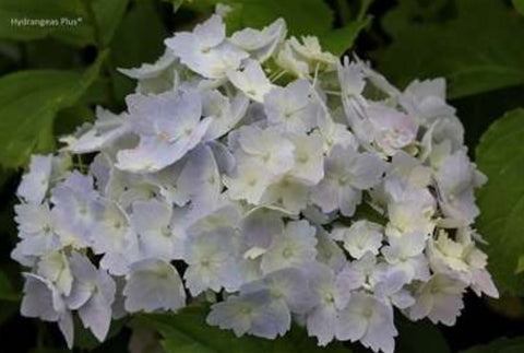 Hydrangea macrophylla 'Frillibet'