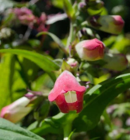 Penstemon 'Apple Blossom'