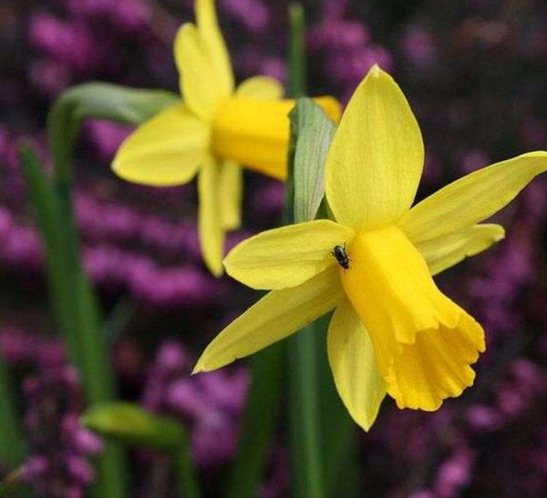 Narcissus 'Tête-à-tête'