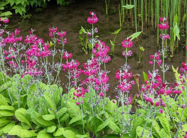 Primula pulverulenta