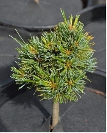 Pinus parviflora 'Catherine Elizabeth'