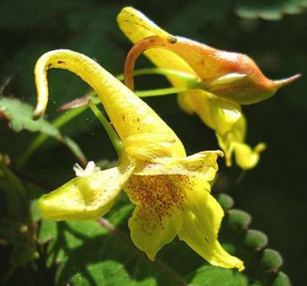 Impatiens stenantha